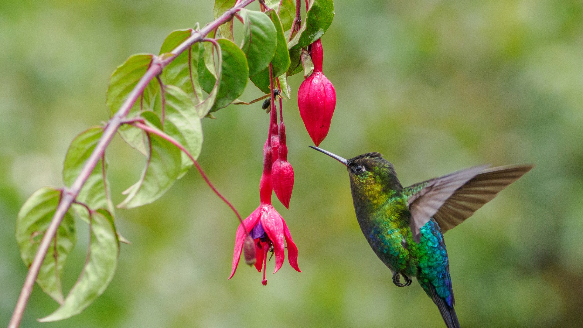 hummingbird feeding on a flower