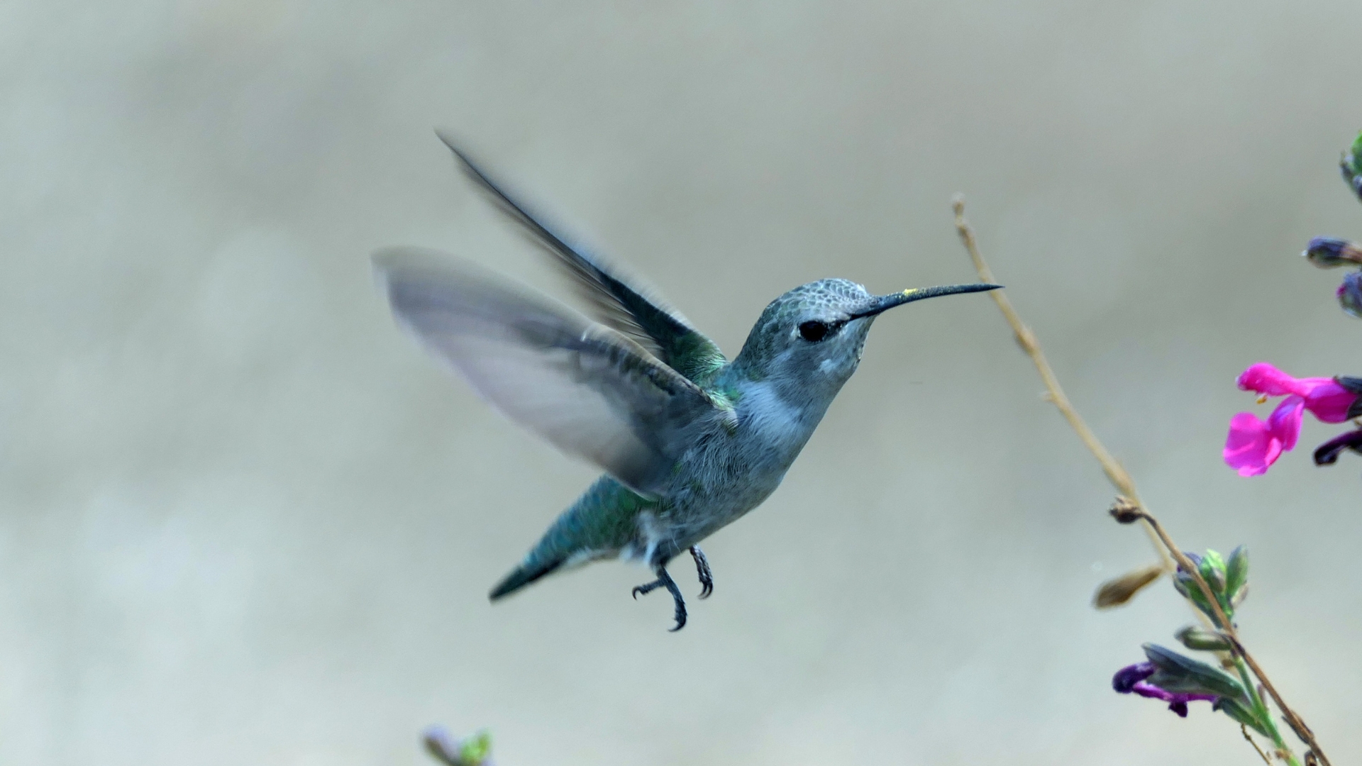 hummingbird