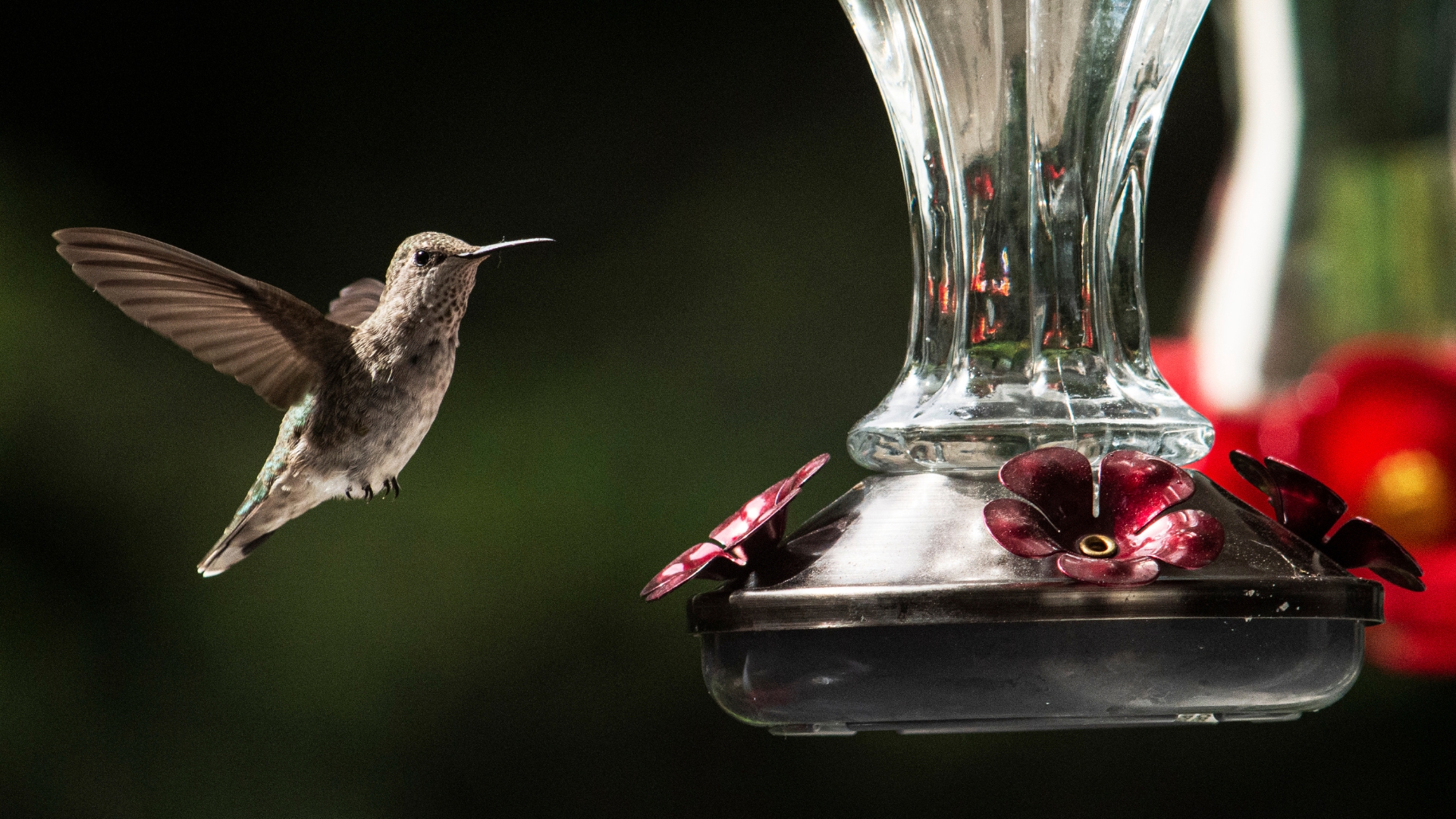 hummingbird and a feeder