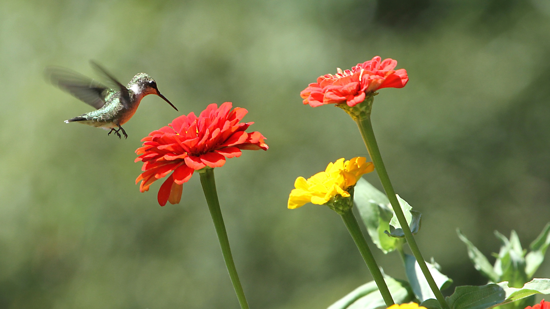 hummingbird and a zinnia flower