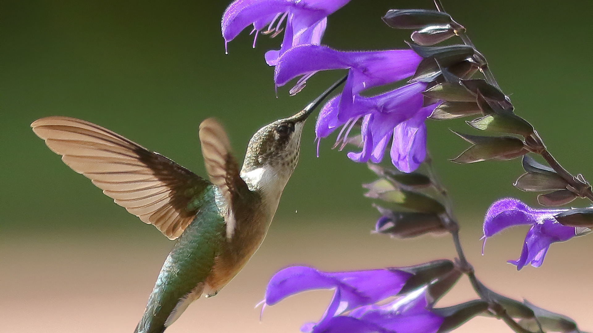 hummingbird and sage