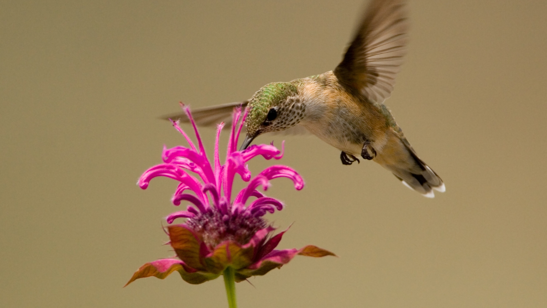 hummingbird feeding on a bee balm flower