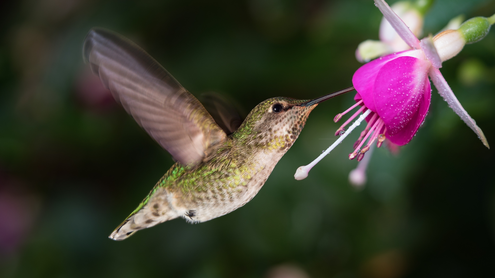 hummingbird feeding on a fuchsia flower