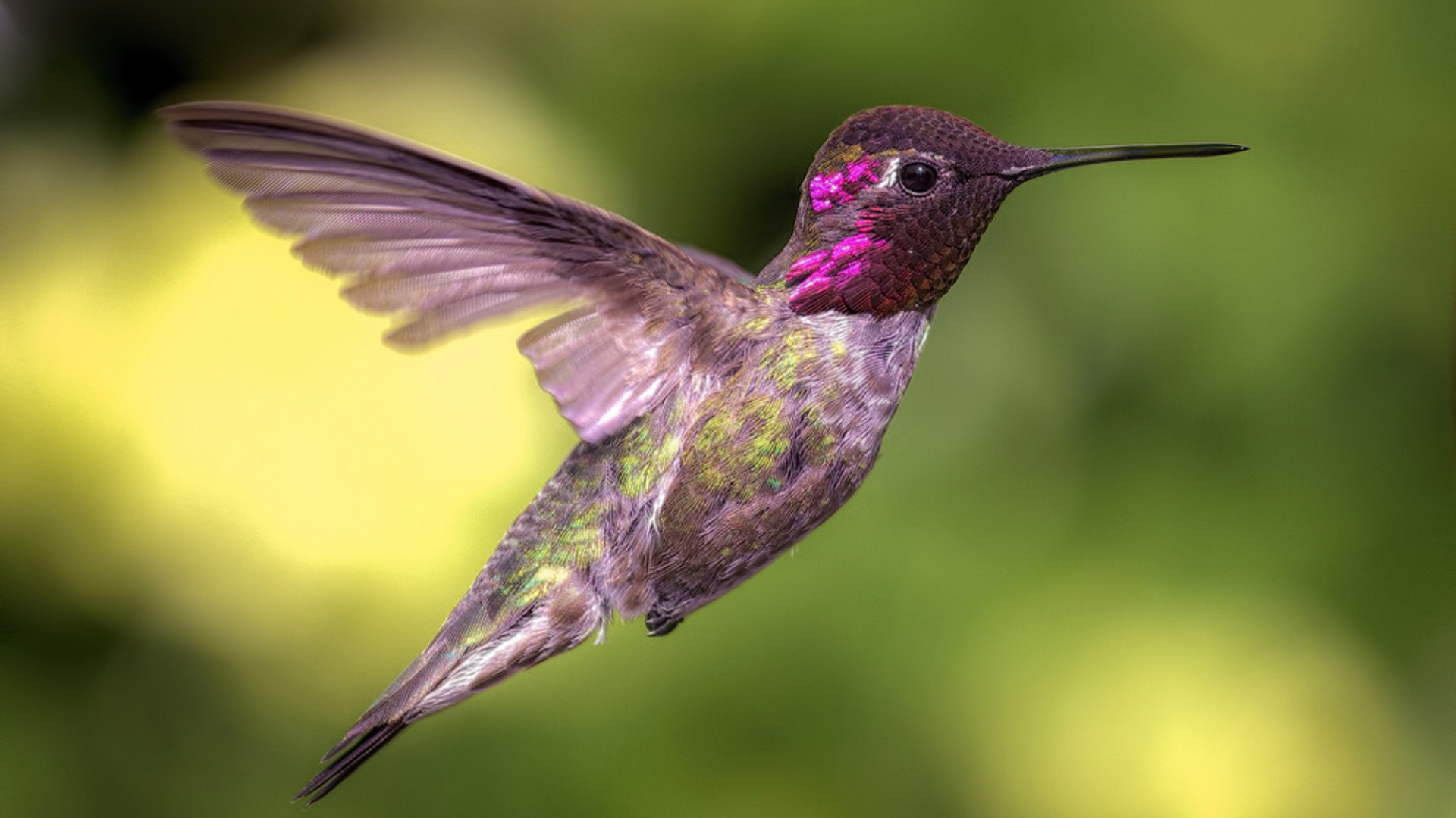 hummingbird in flight