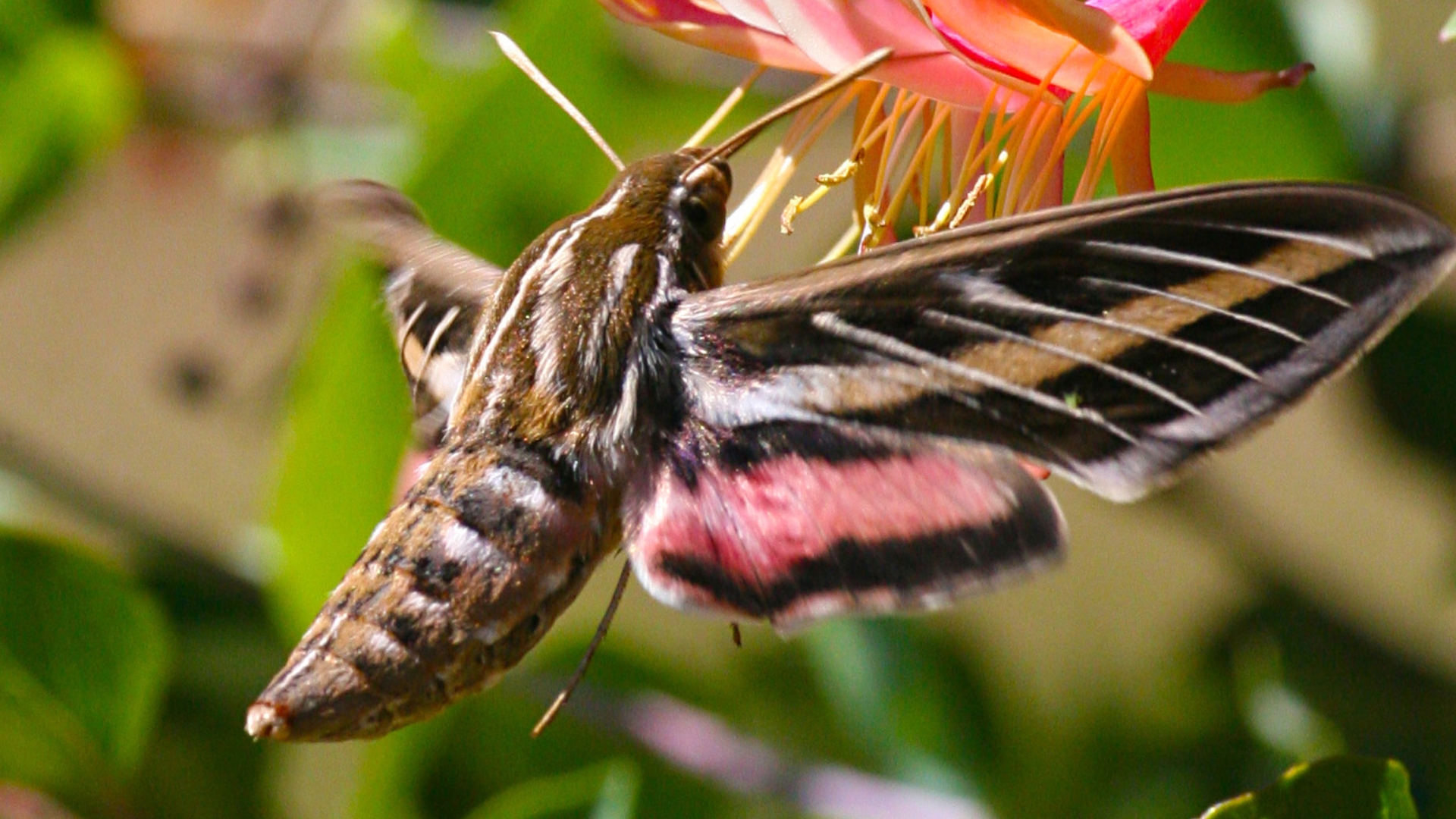 hummingbird moth