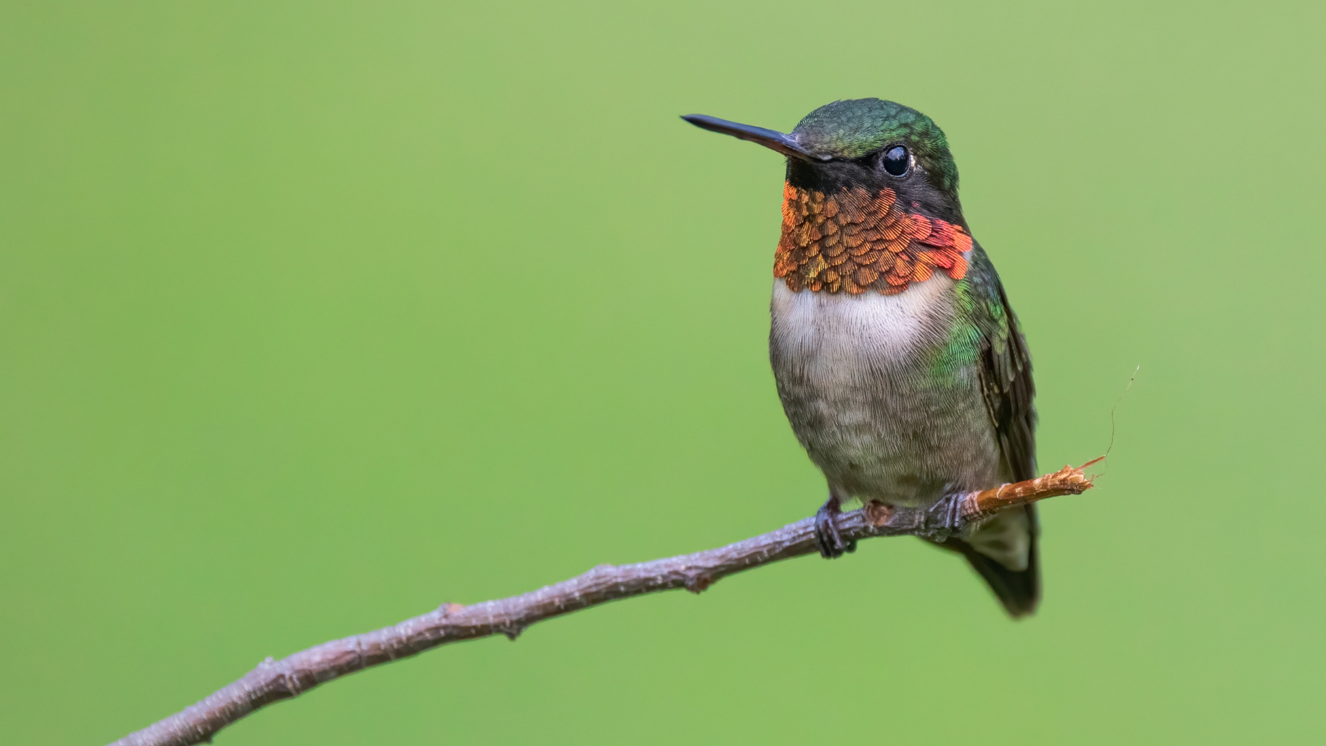 hummingbird on a branch