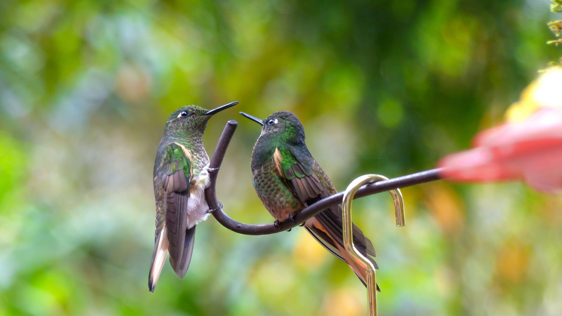 hummingbird on a feeder