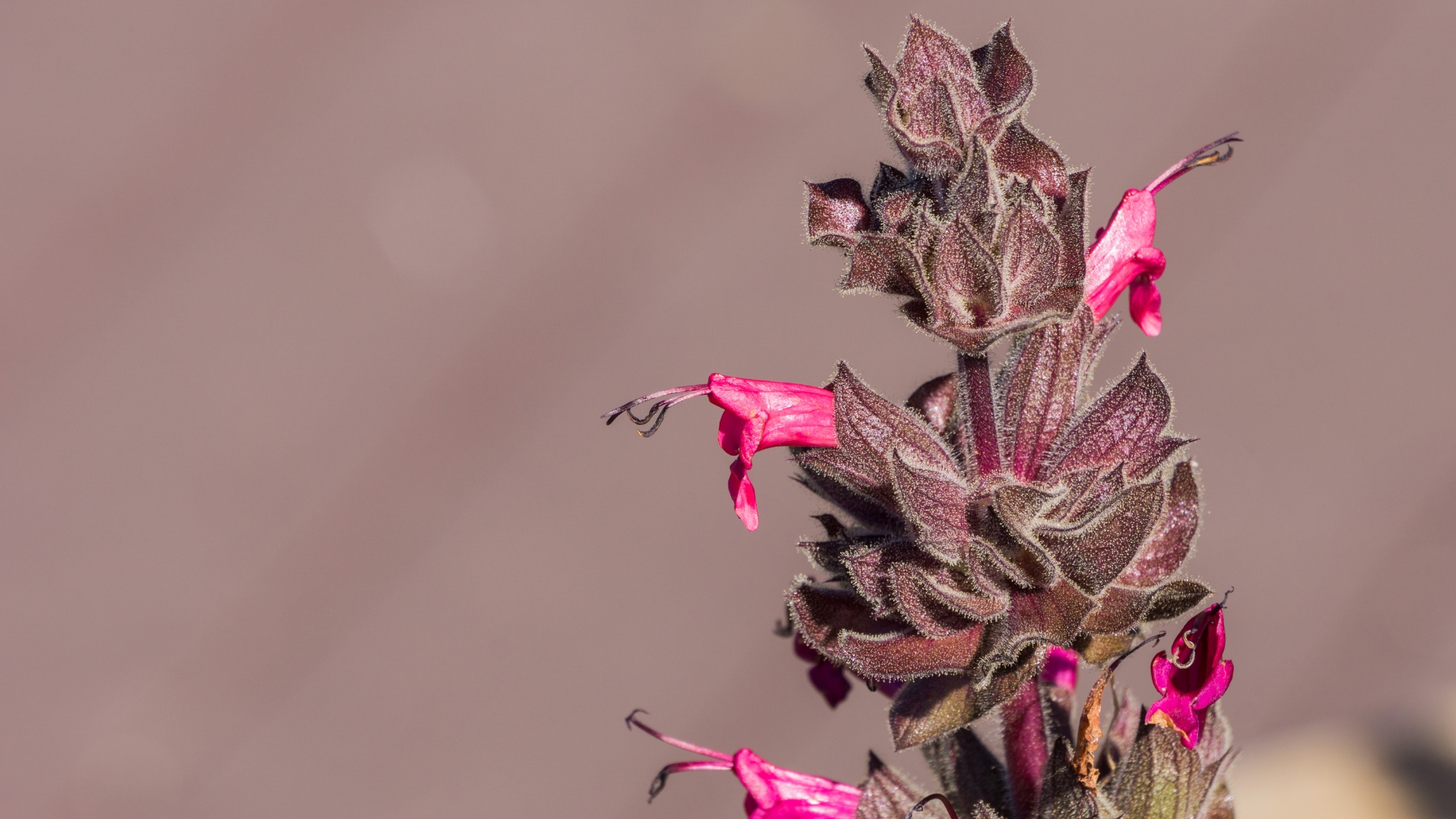 pink hummingbird sage