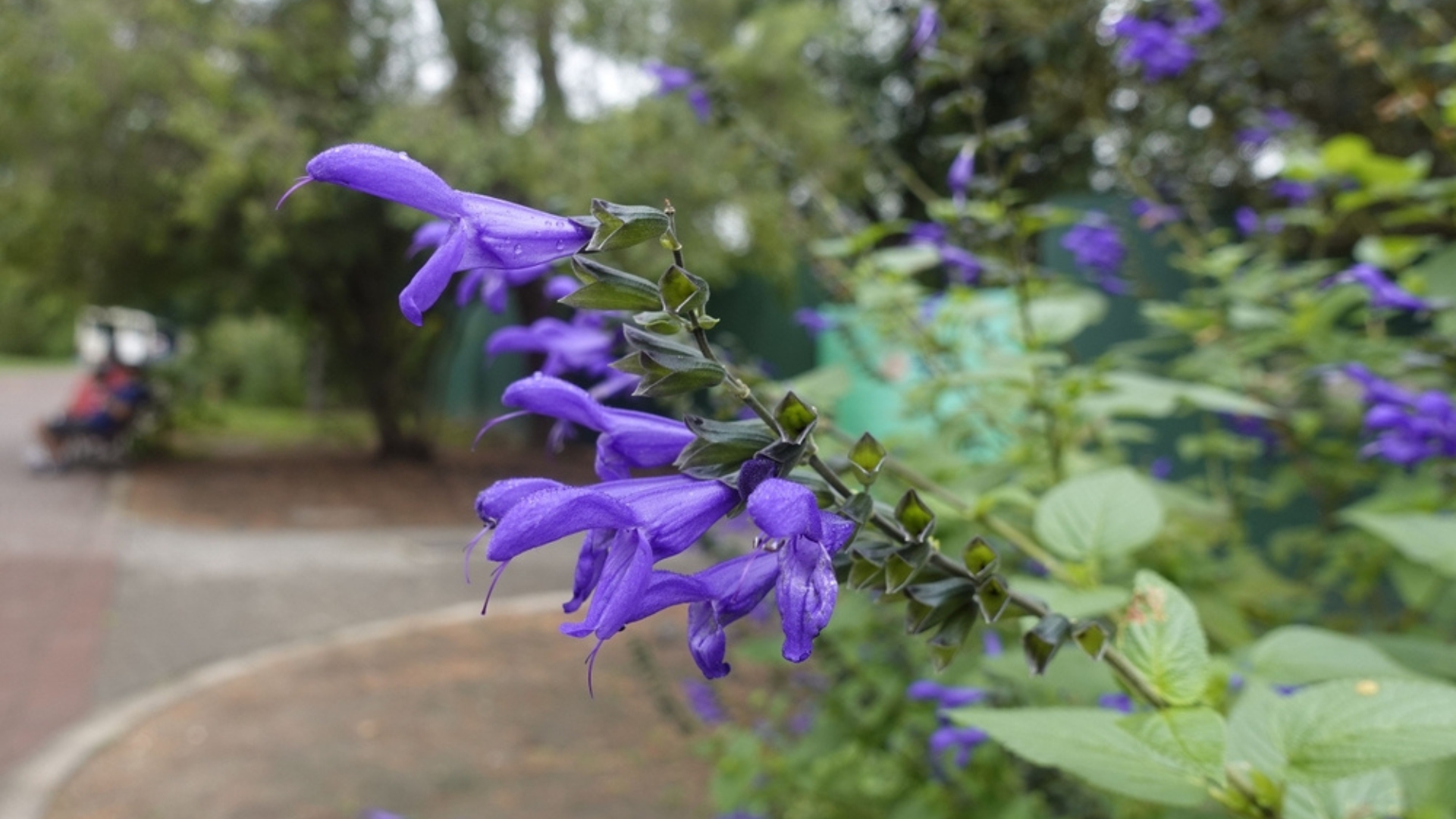 hummingbird sage