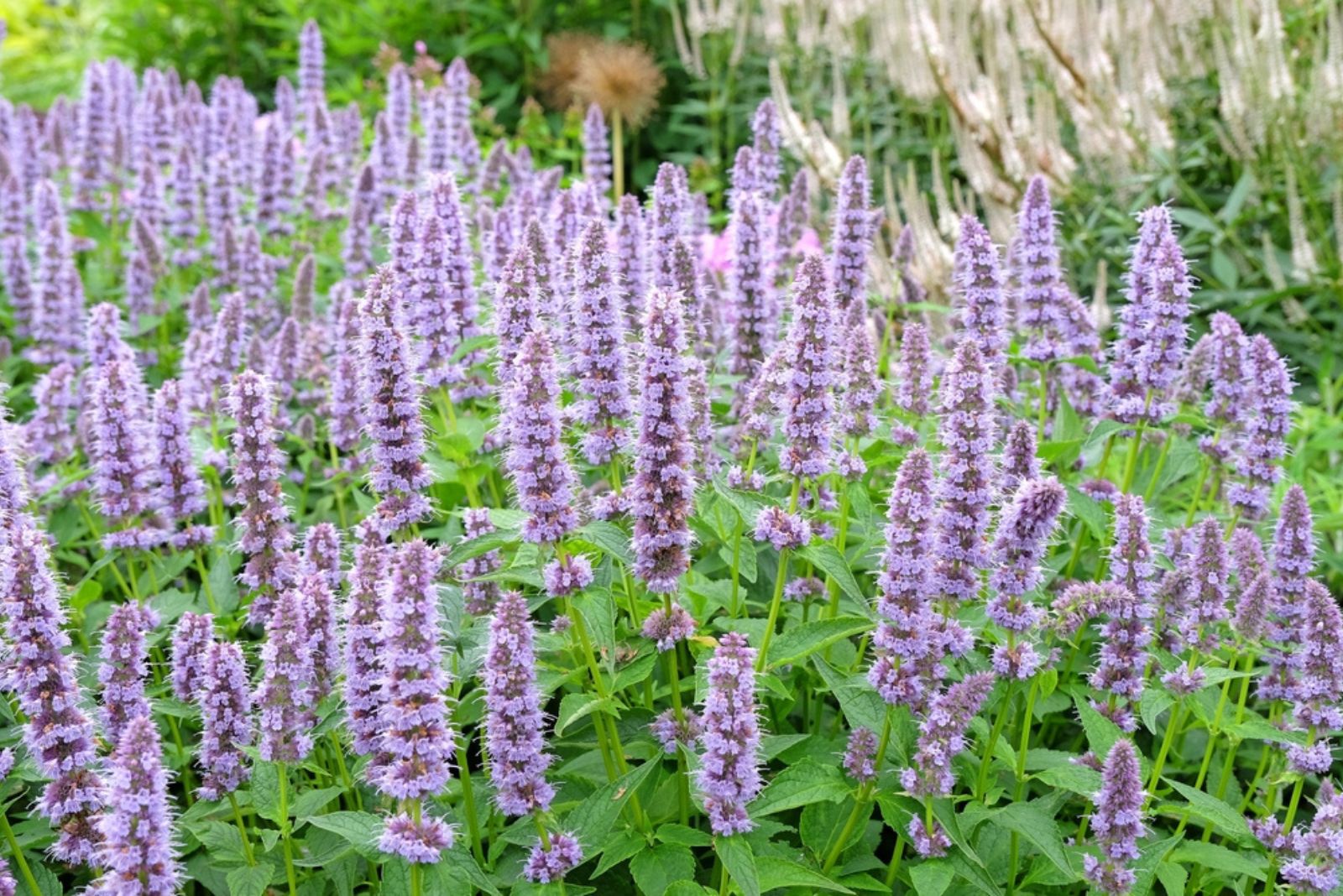 hyssop plant