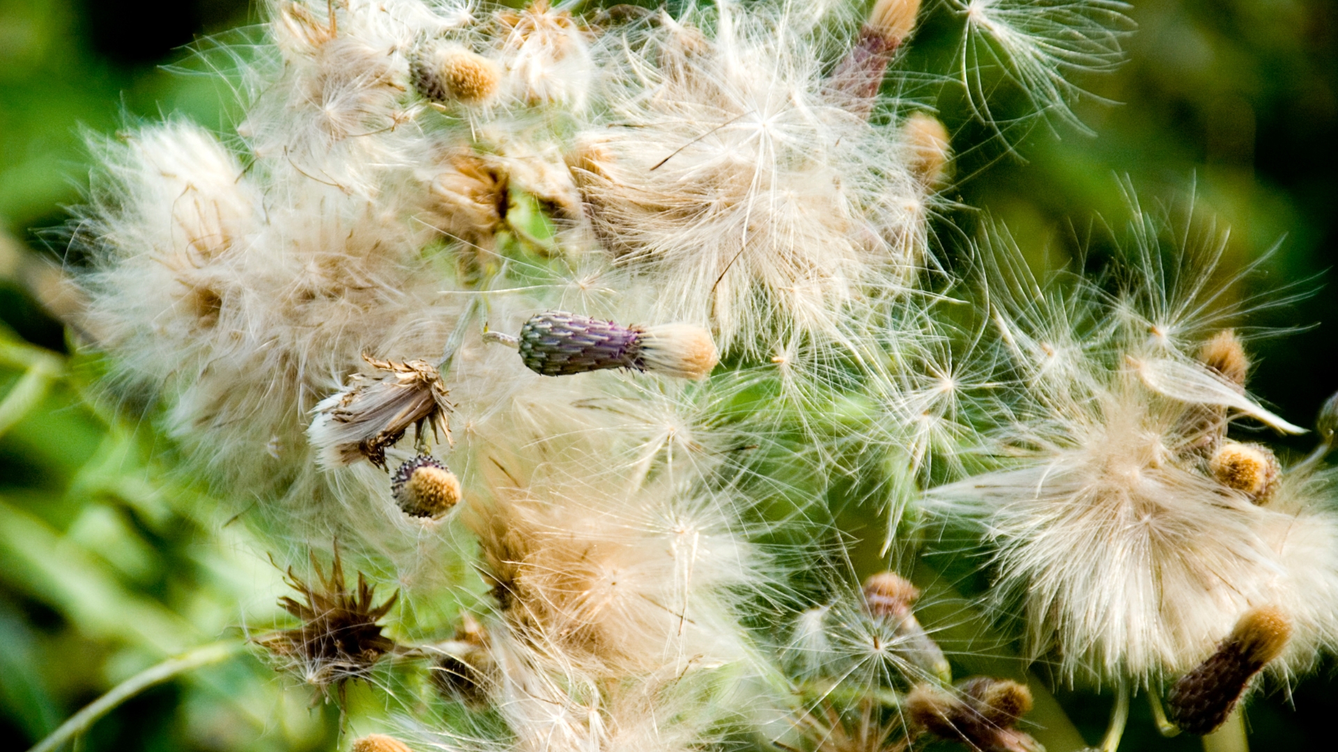 invasive thistle plant