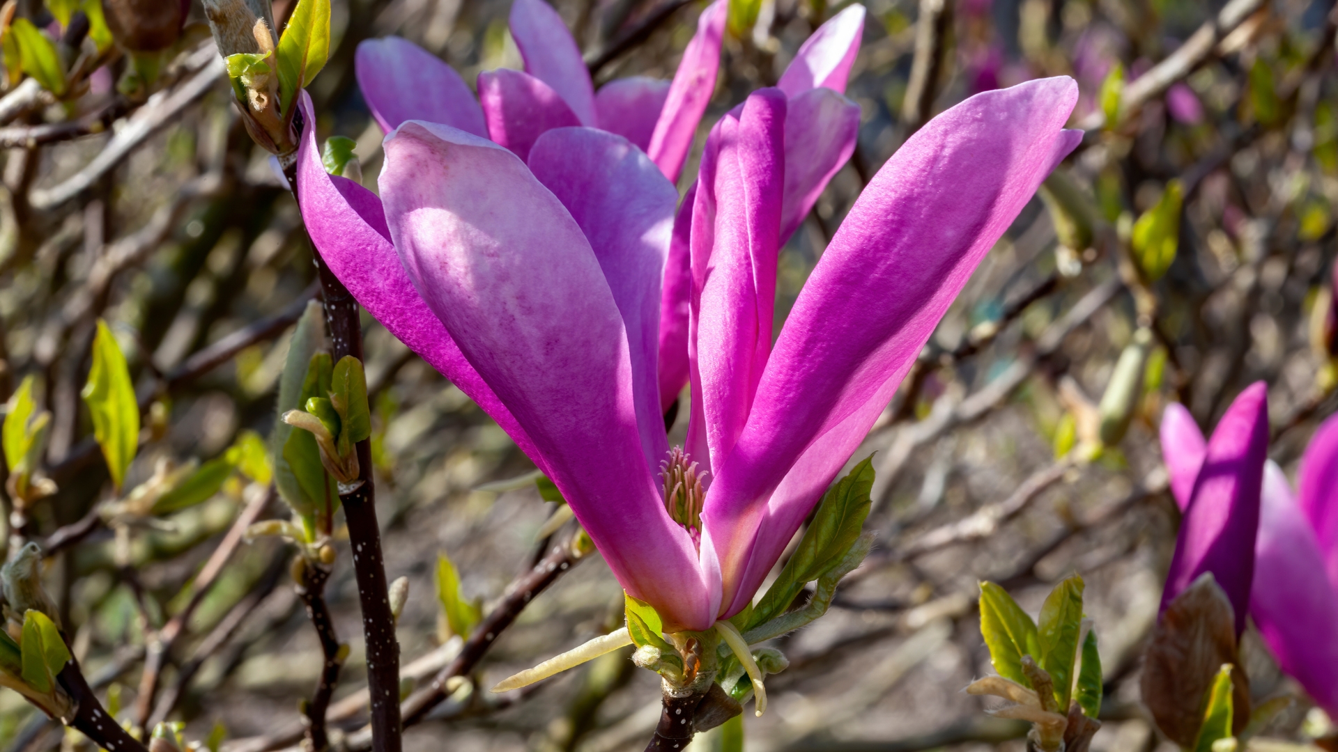 jane magnolia flower