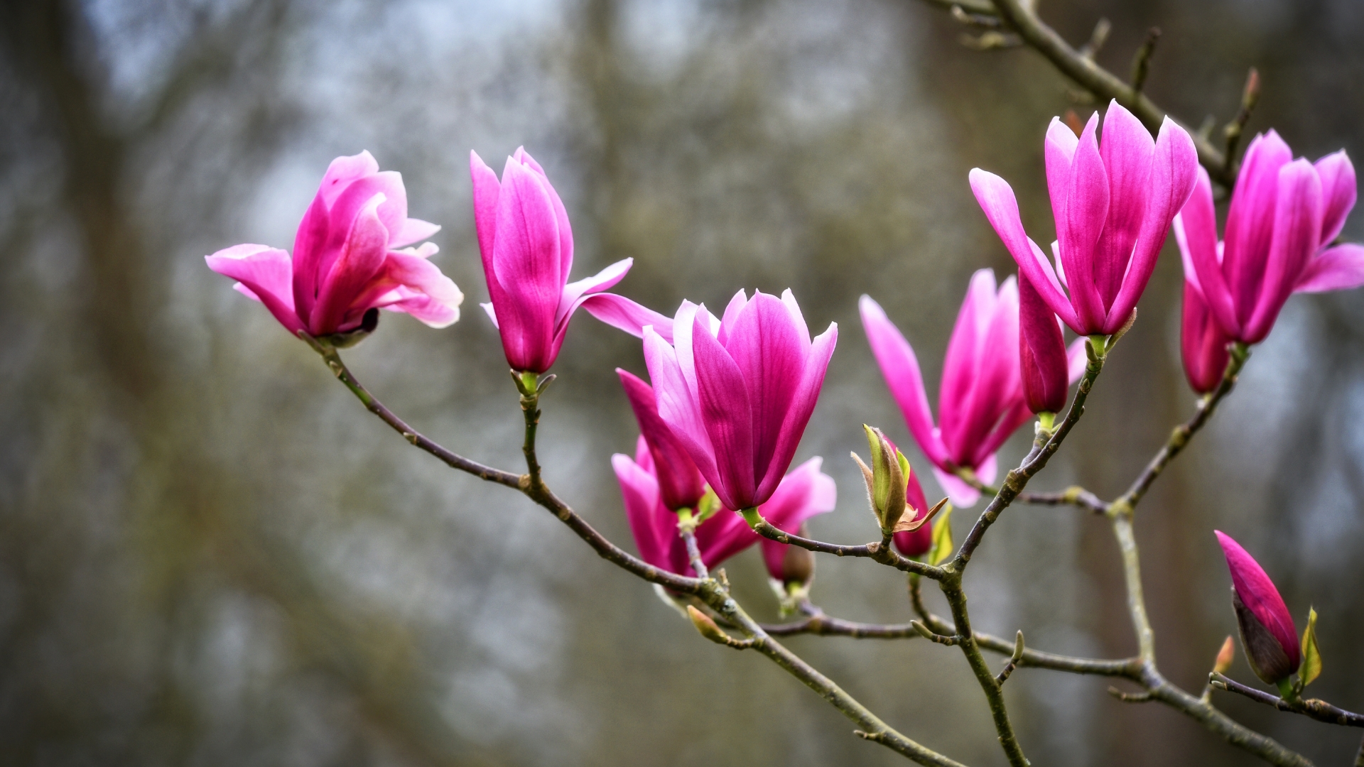 jane magnolia in bloom