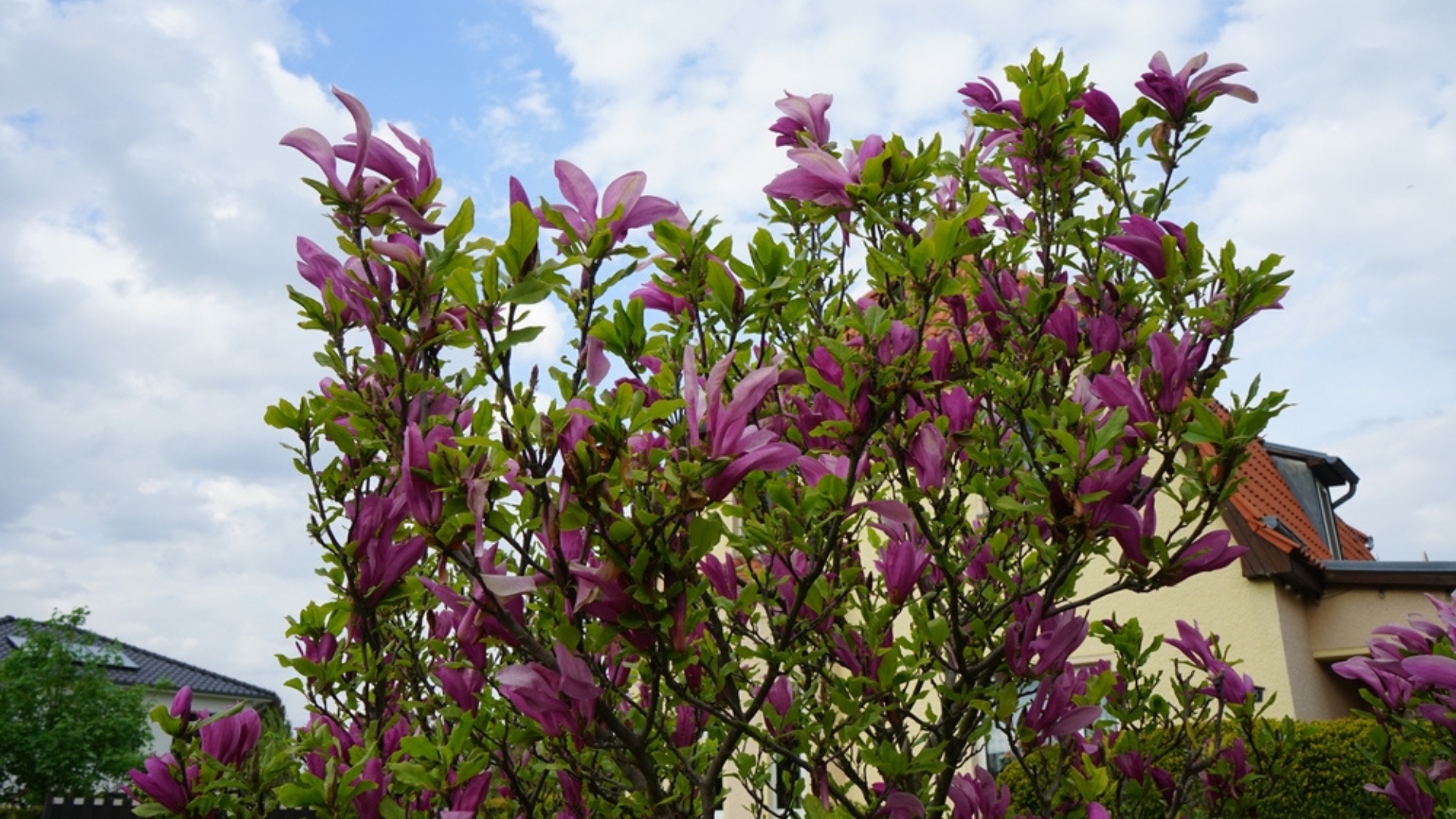 jane magnolia in full bloom