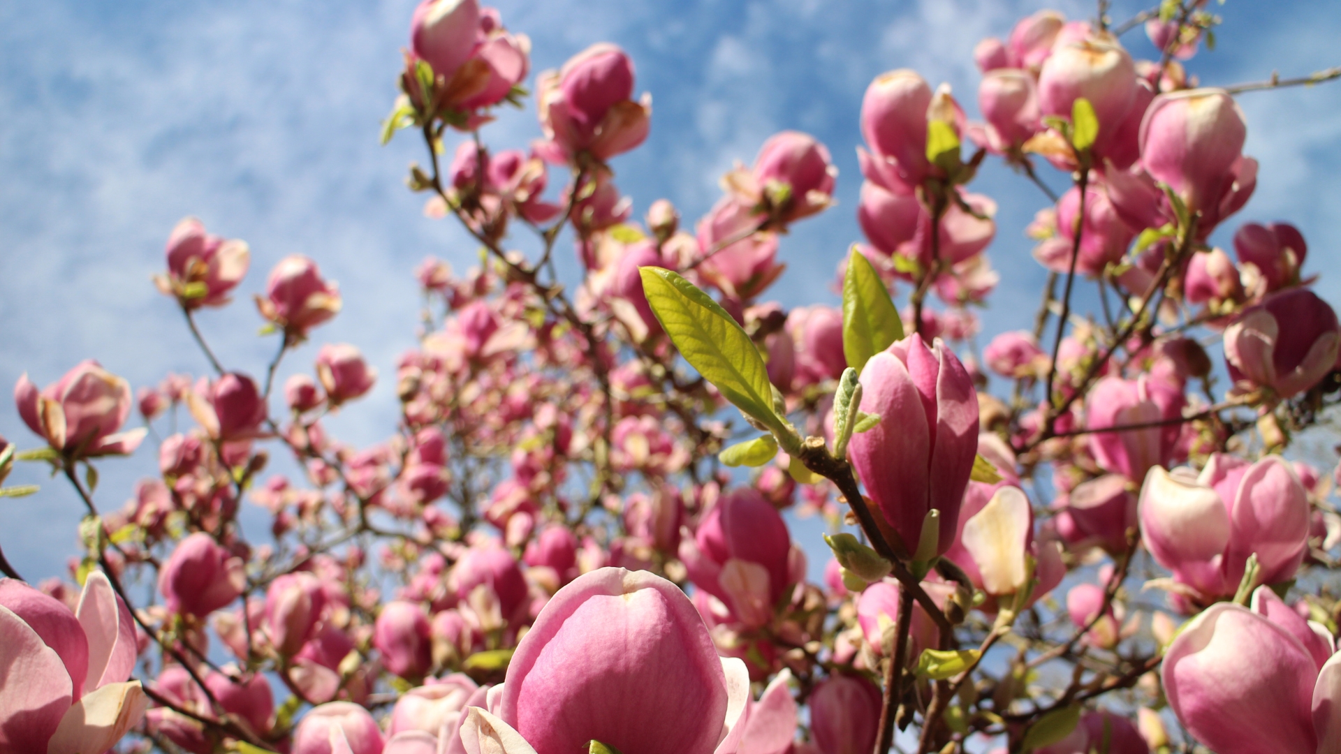 jane magnolia in full bloom