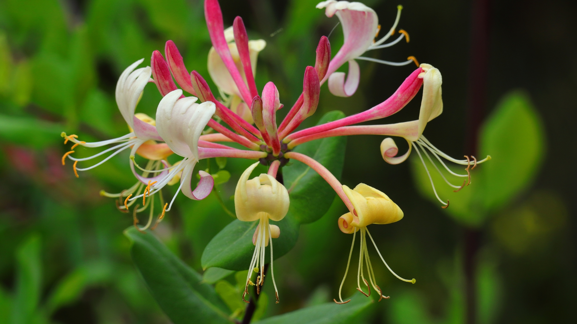 japanese honeysuckle