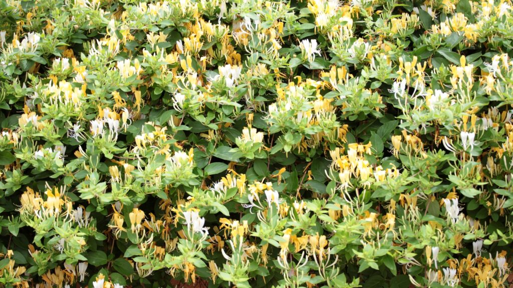 japanese honeysuckle in full bloom