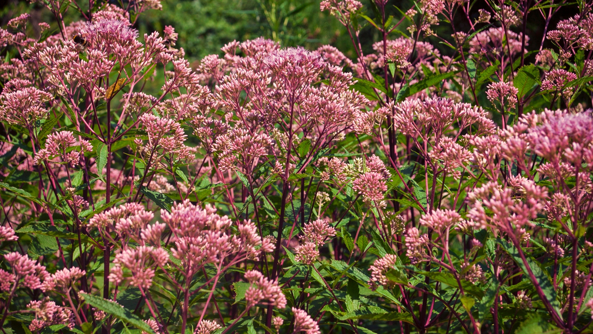 joe pye weed