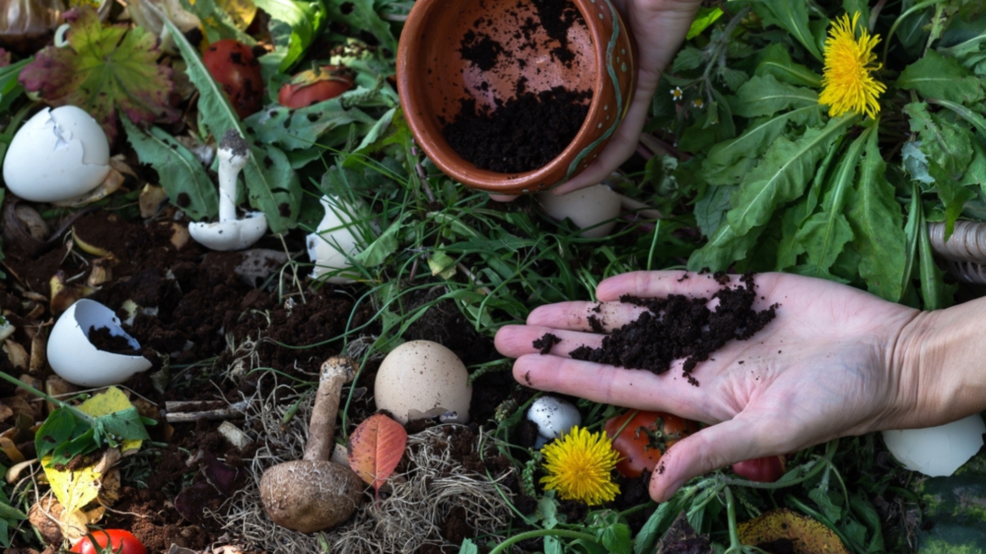 kitchen scraps in garden