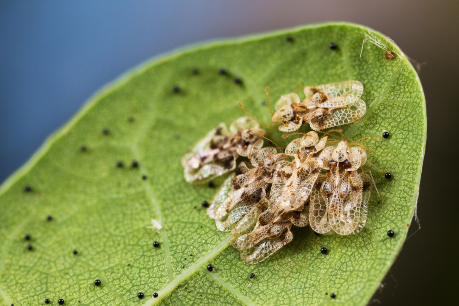 lace bugs