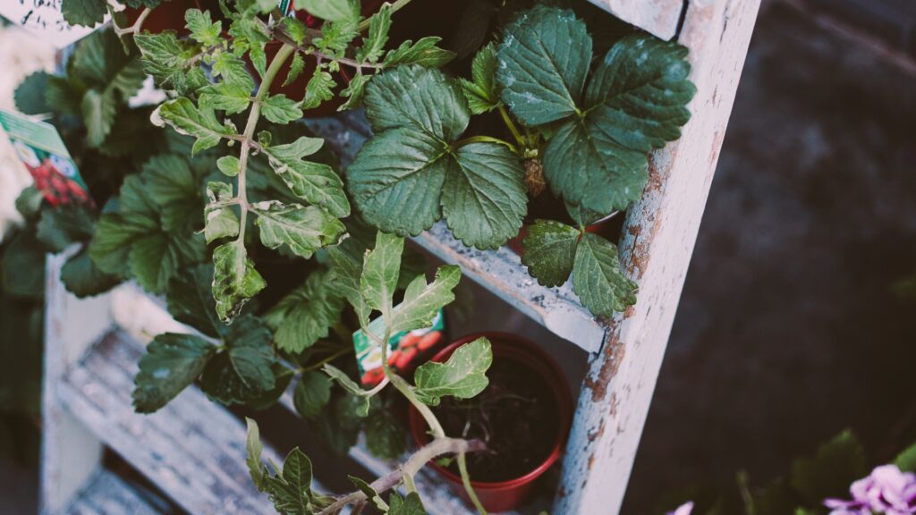 ladder garden