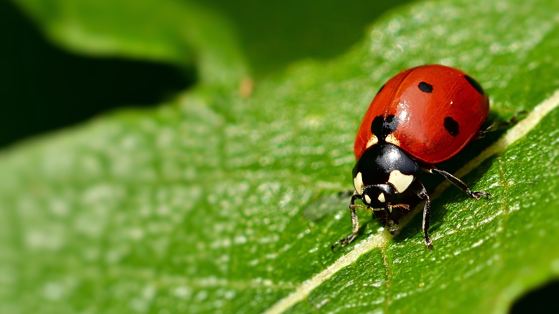 ladybug on a leaf