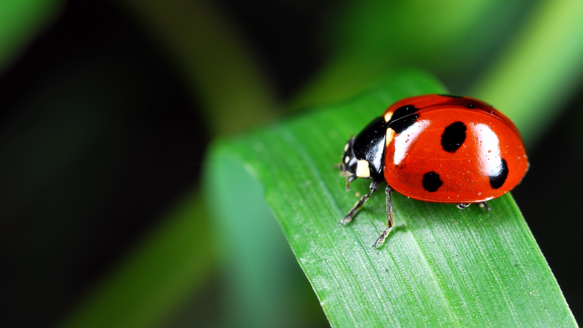 ladybug on a leaf