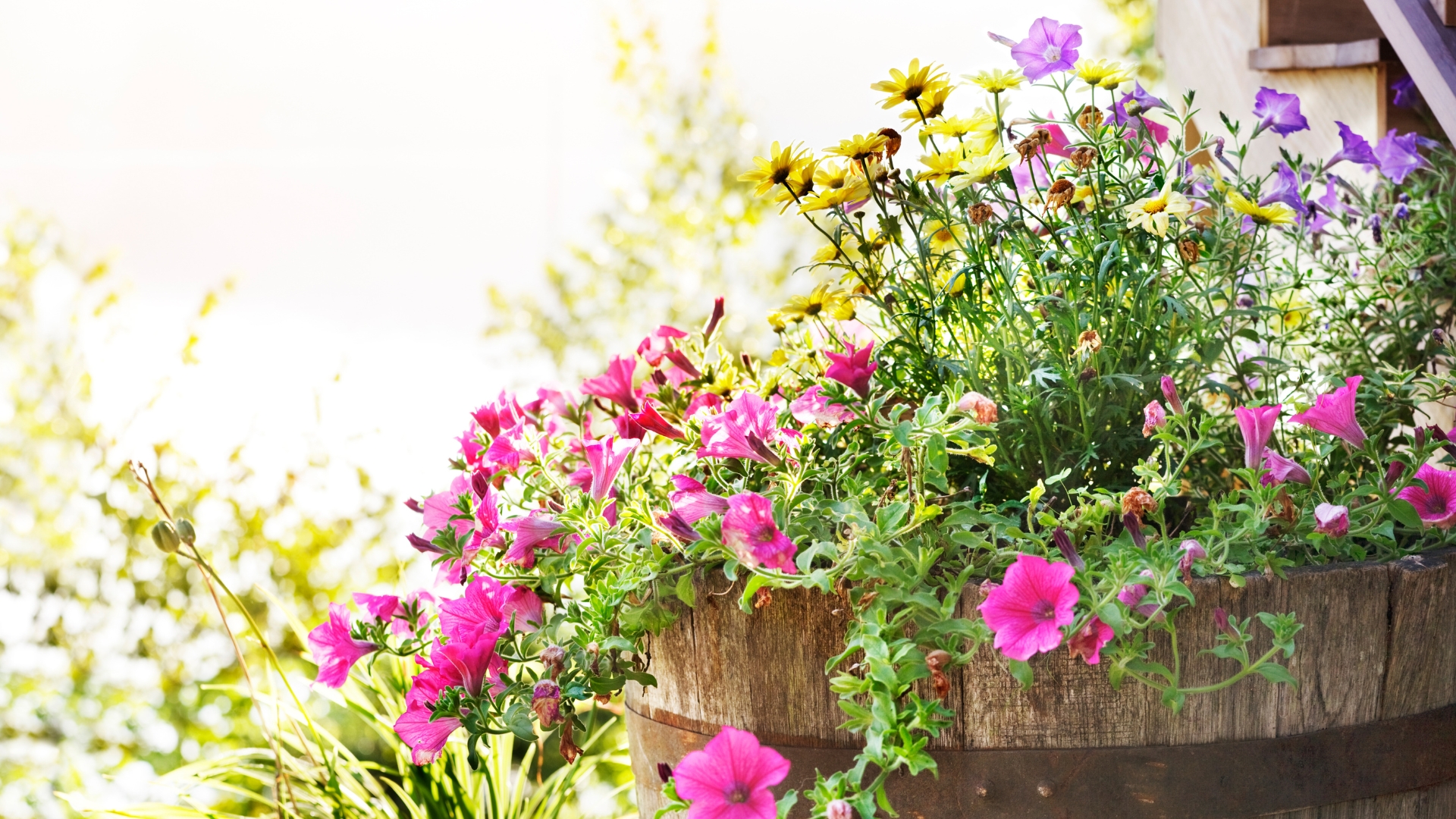 large planter in full bloom