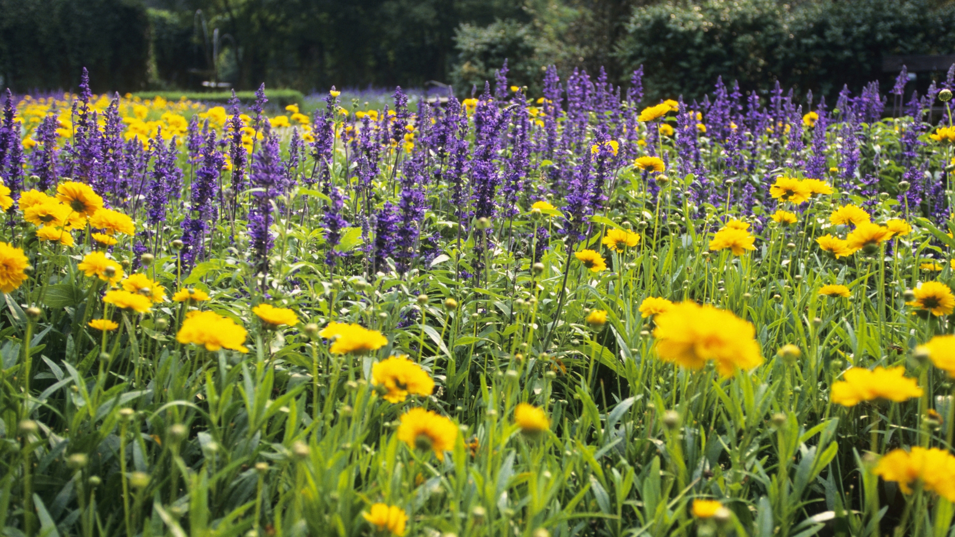 lavender and marigold bloom display