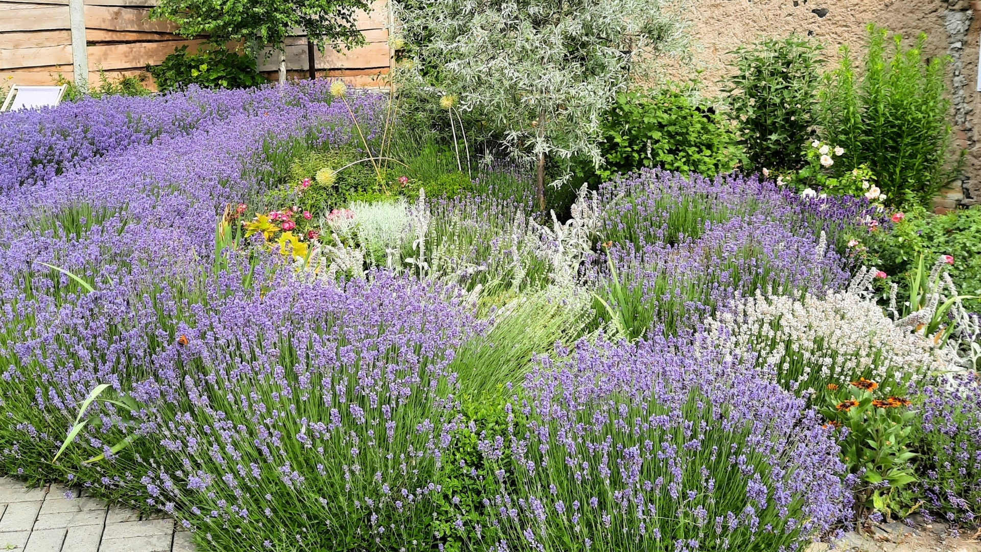 lavender in perennial garden