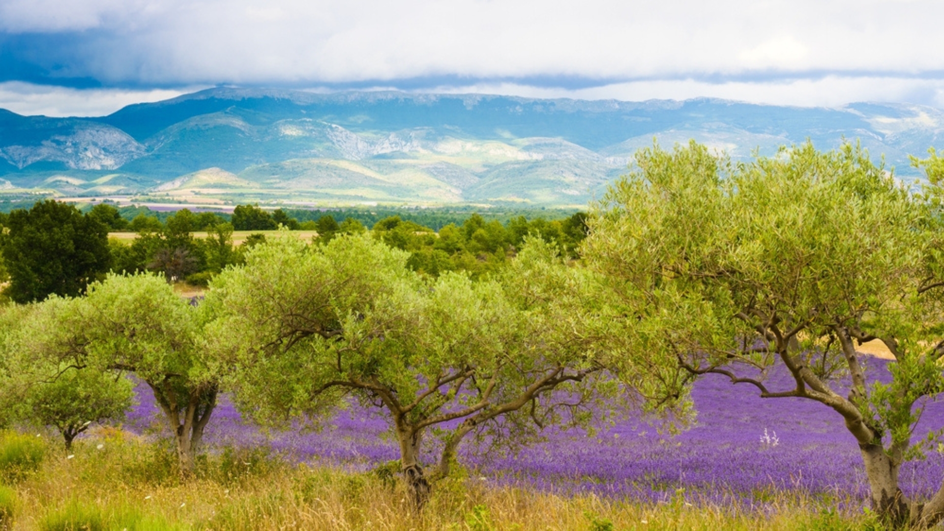 orchard with lavender