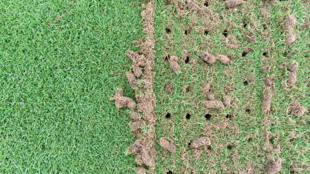 lawn aeration