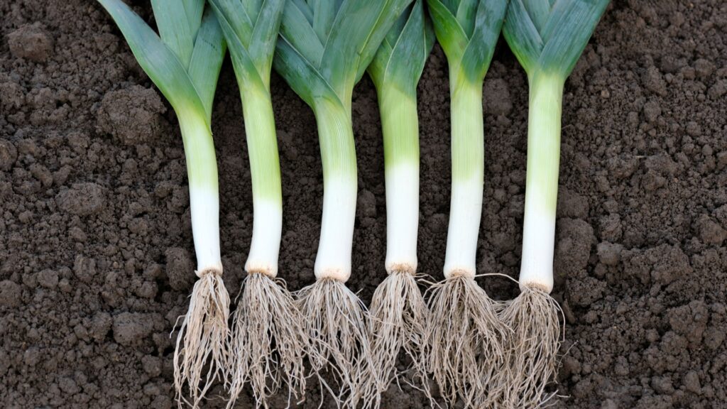 leeks