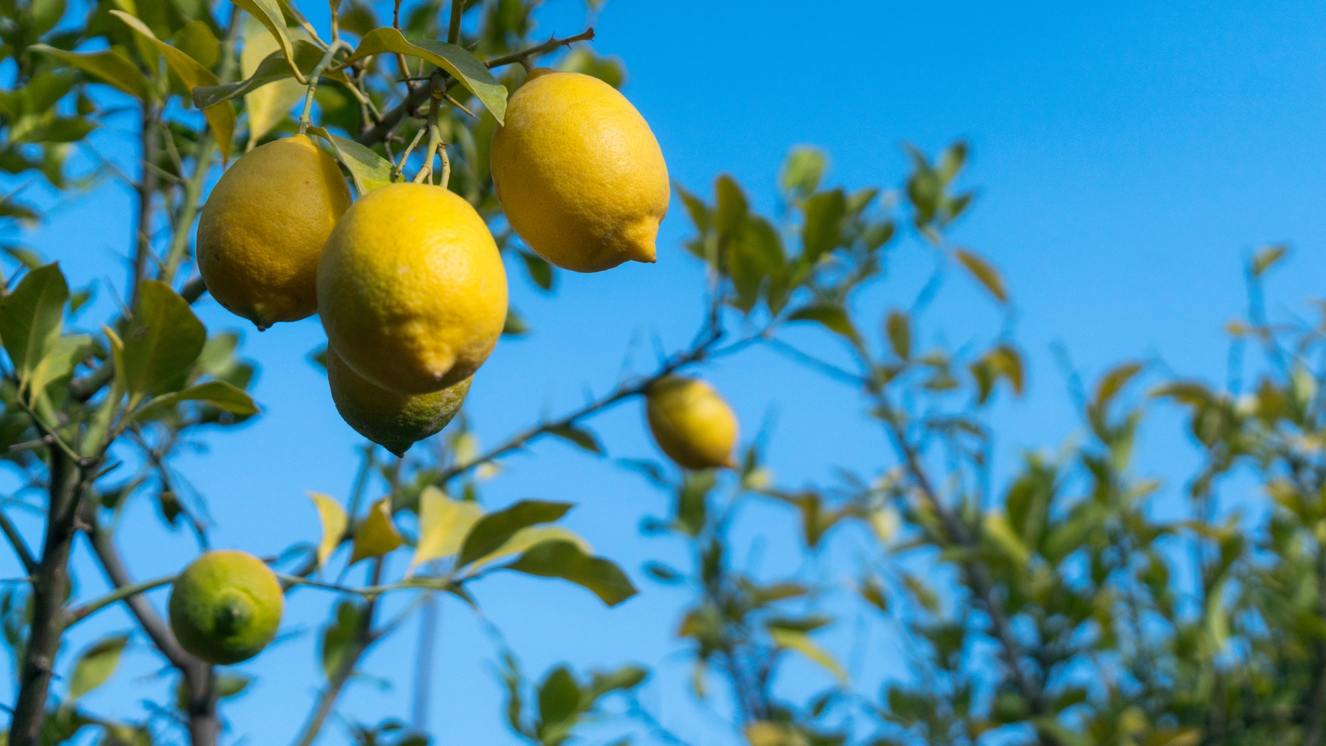 lemon tree fruiting