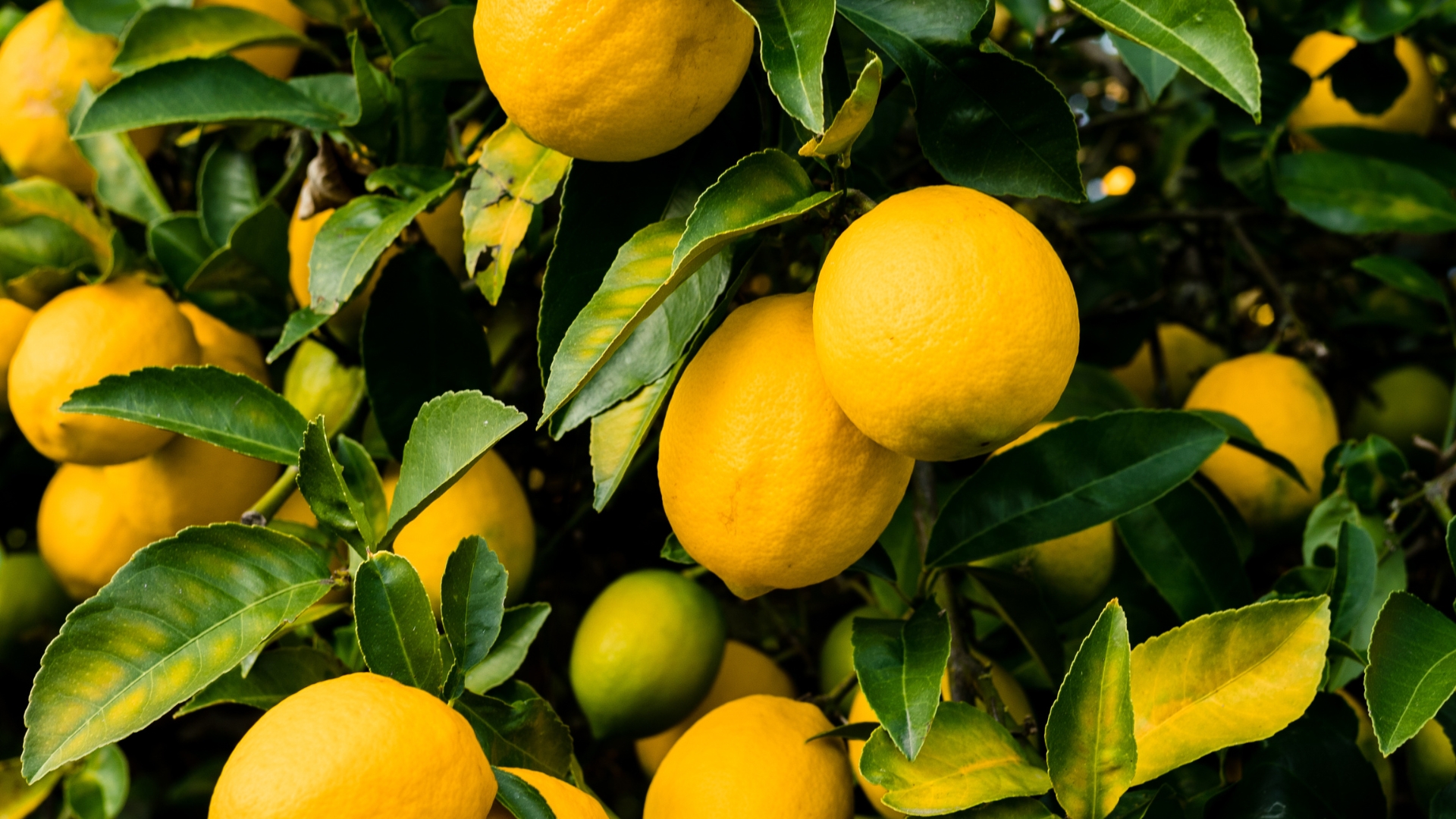 lemon tree fruiting