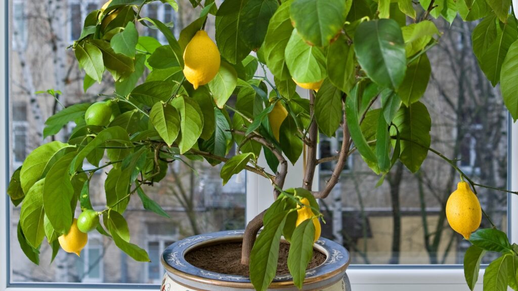 lemon tree grown indoors