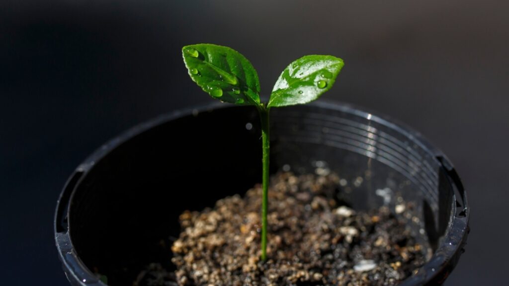 lemon tree seedling