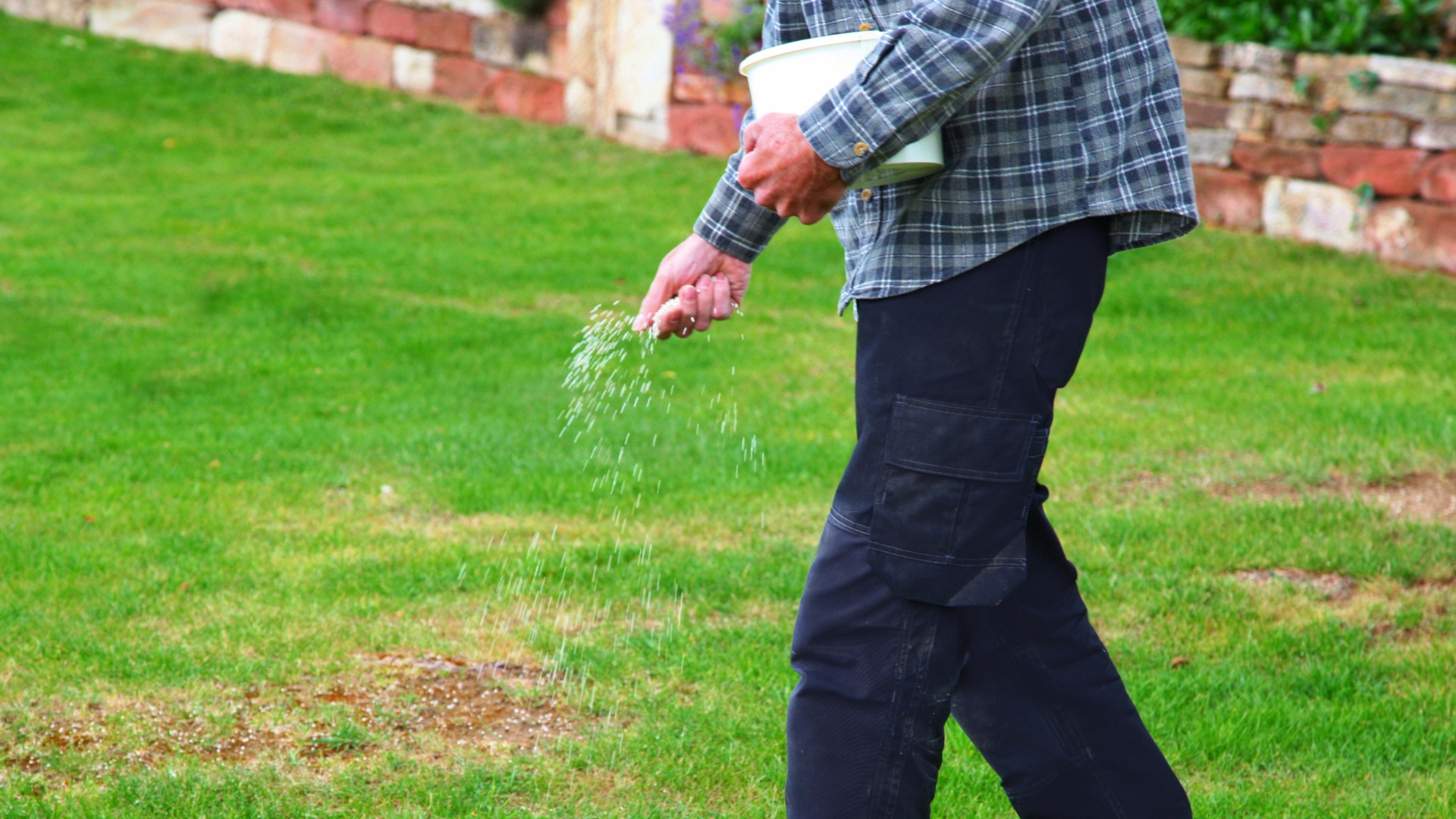 man applies granular fertilizer on a lawn