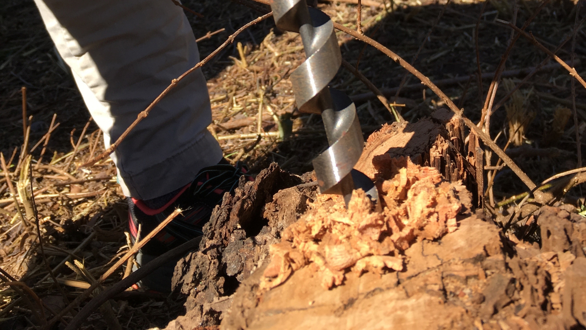 man drilling holes in a tree stump