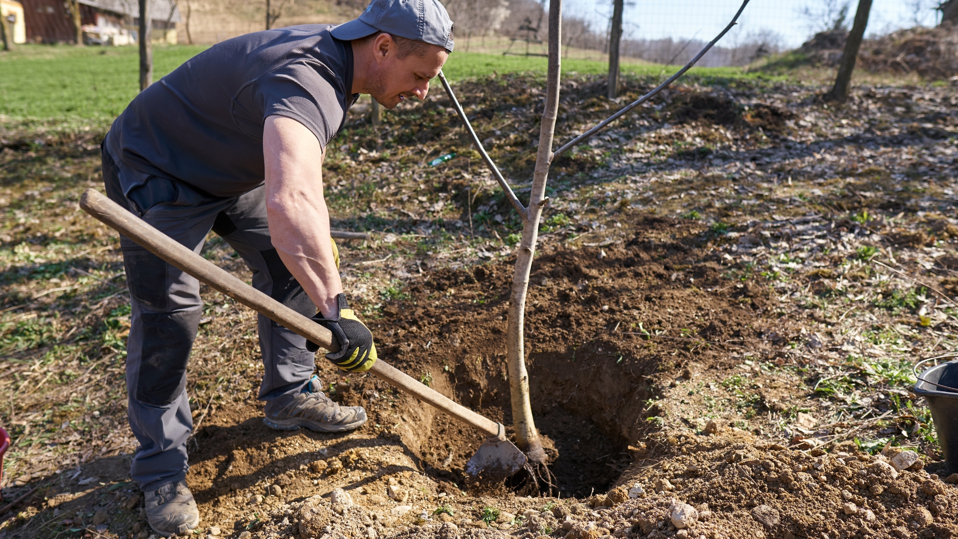 man plants a tree