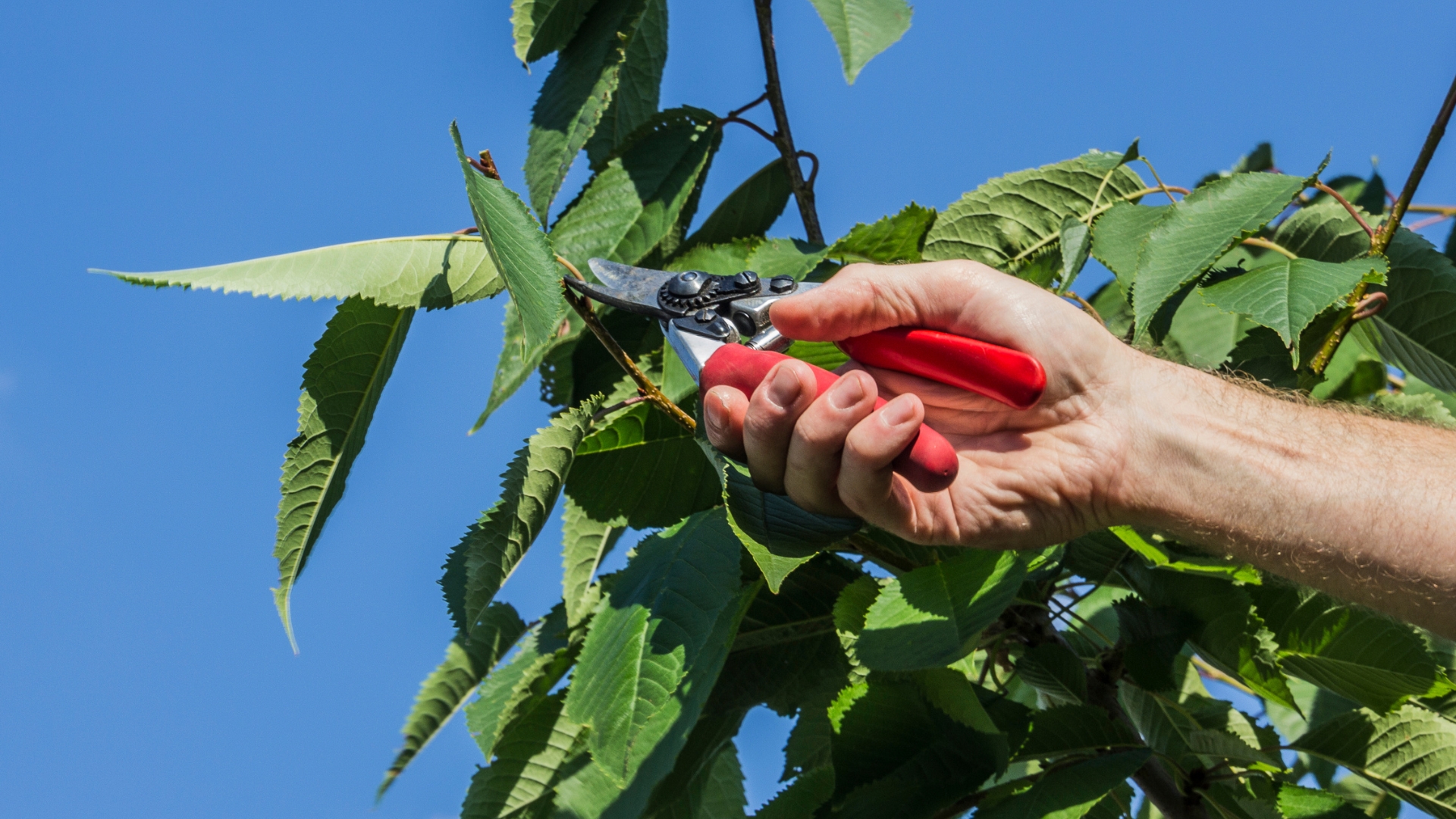 man pruning a cherry tree