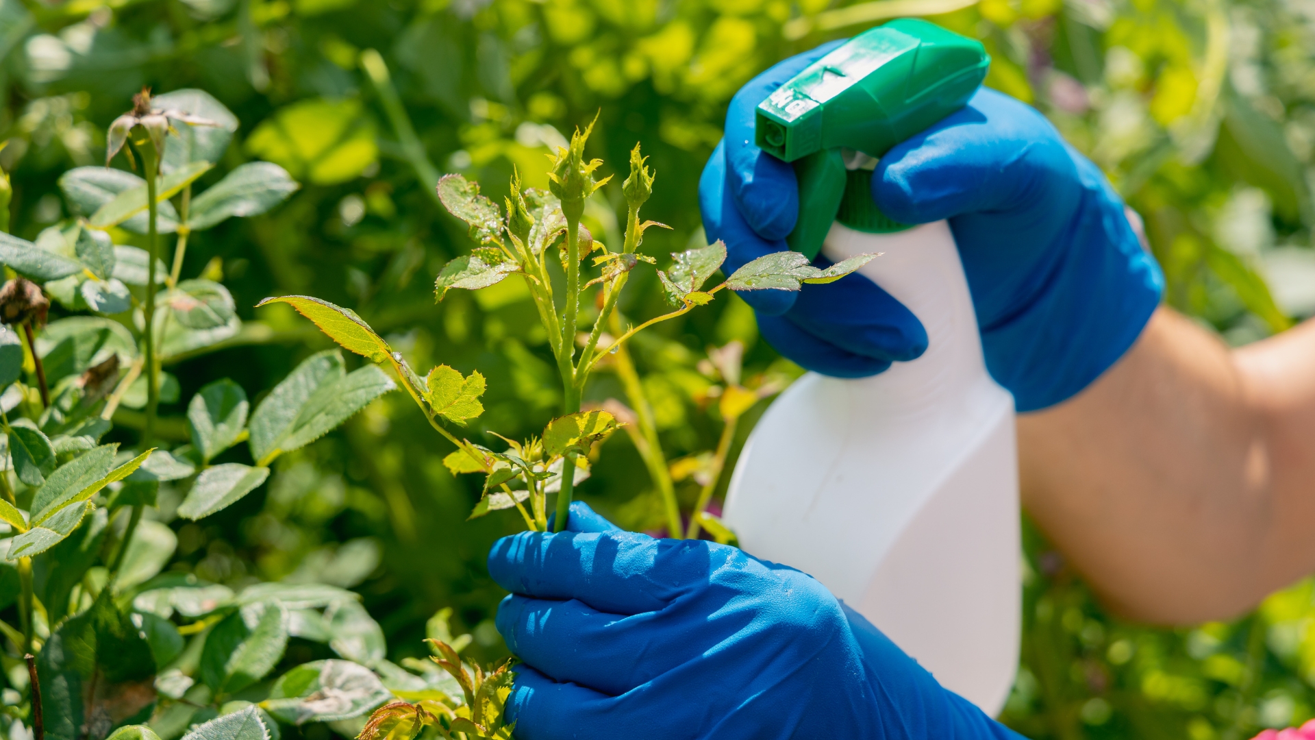 man spraying pesticide on a plant