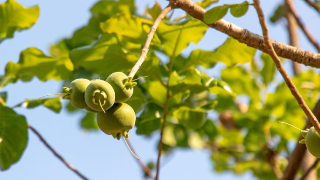 manchineel tree fruit close up