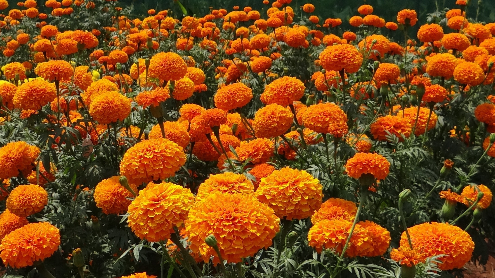 marigold plant in bloom