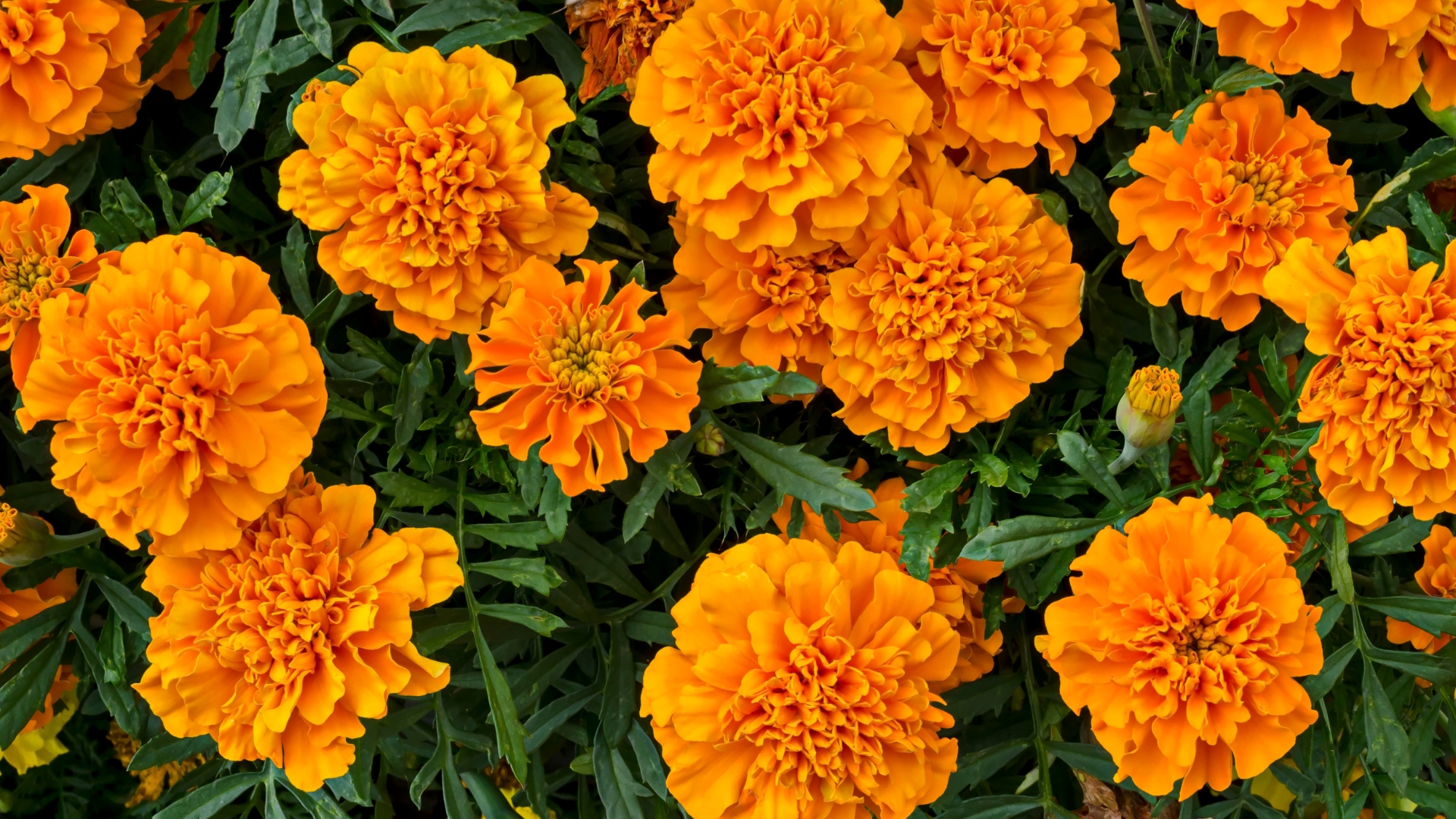 marigold plant in full bloom