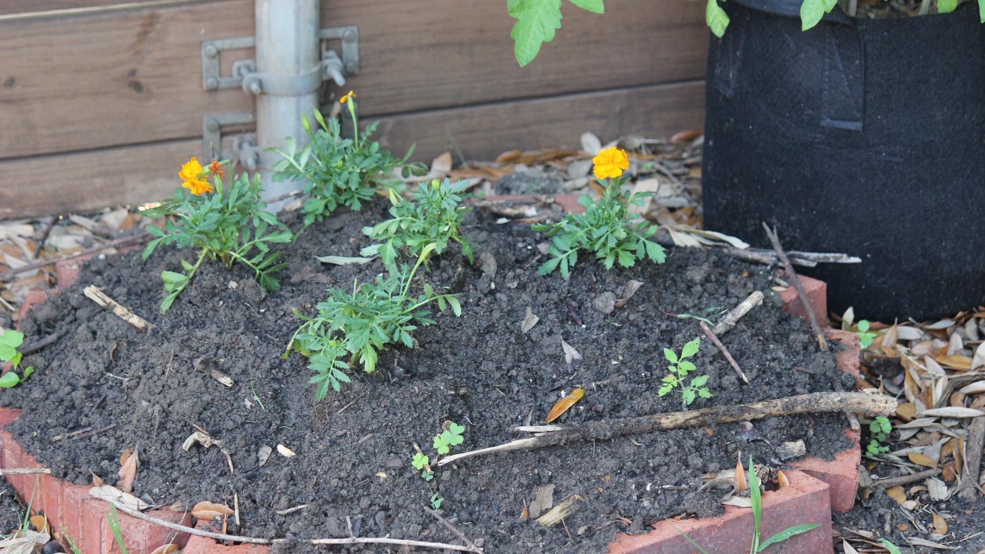 marigold planted in a raised bed