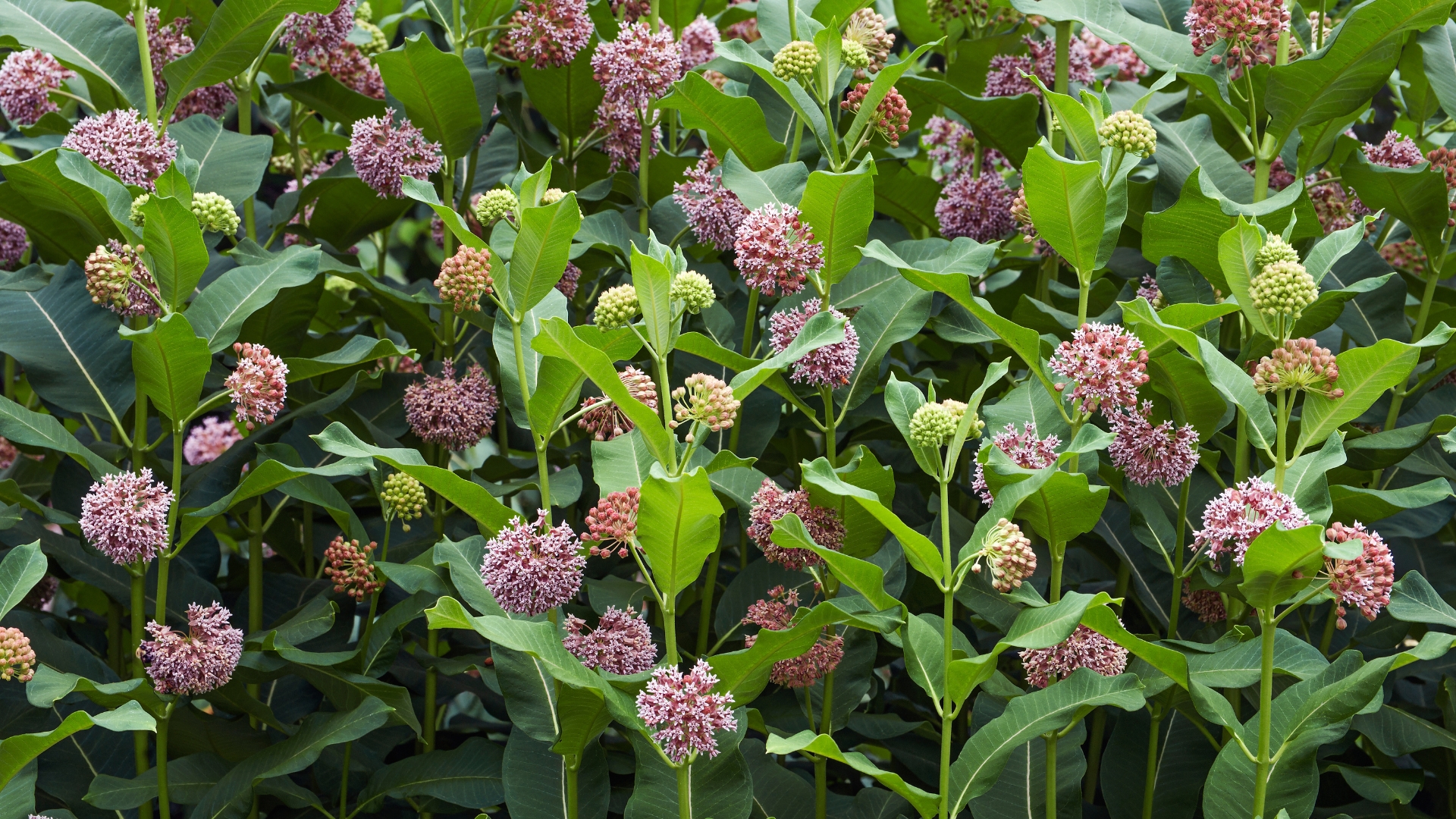 milkweed plant in bloom