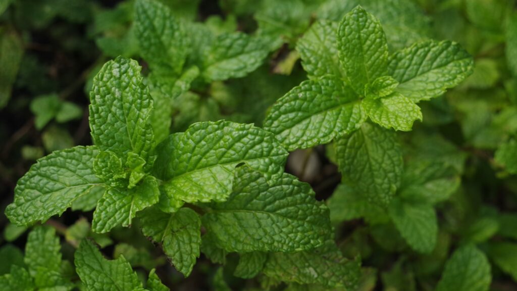 mint plant