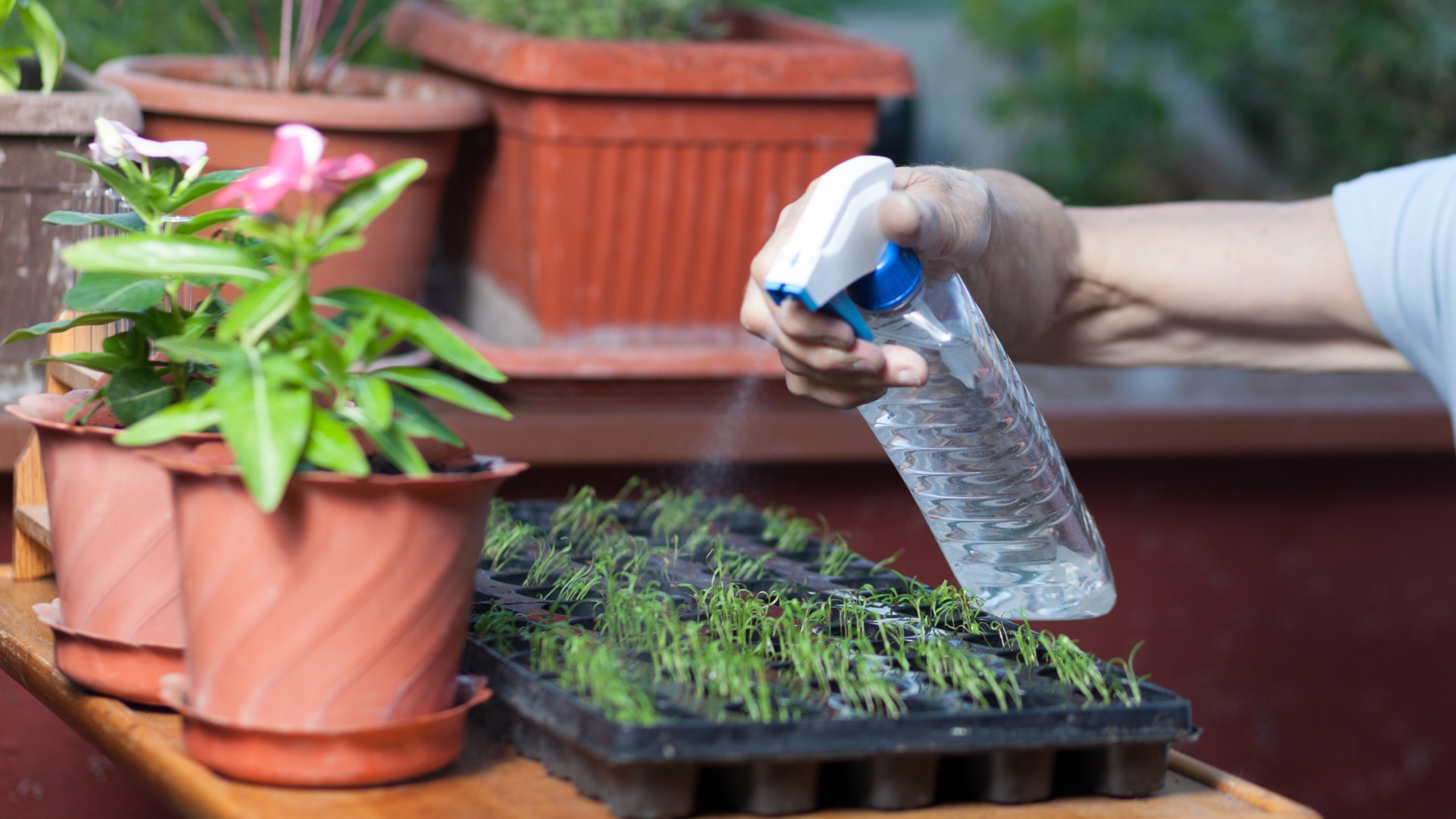 misting seedlings