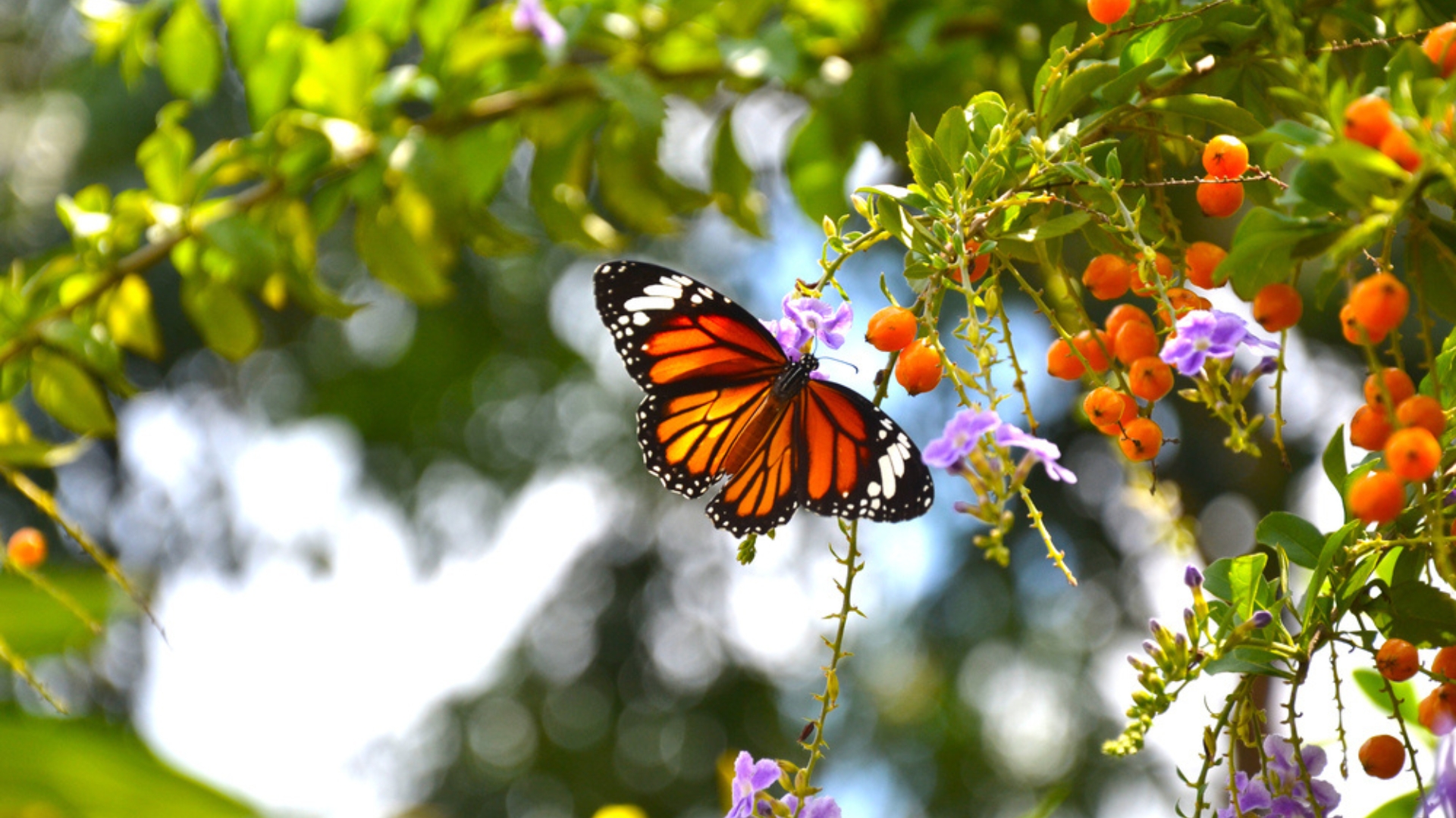 monarch butterfly feeding on a duranta erecta purple flower